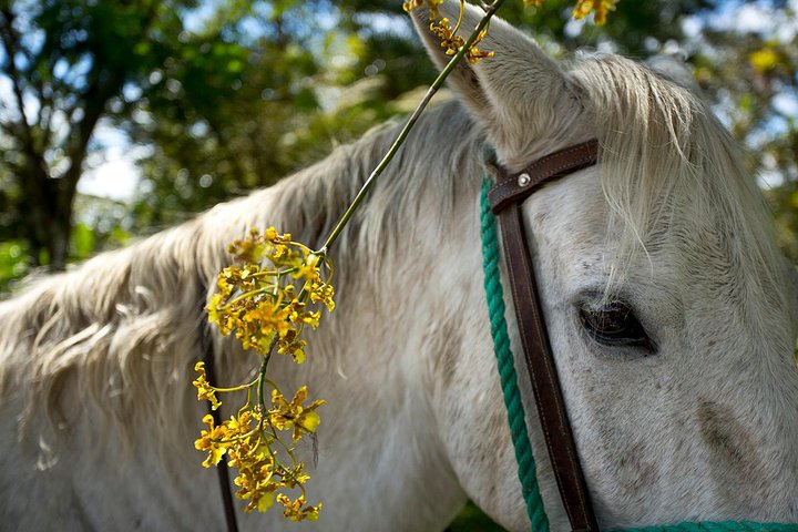 Horseback our Hacienda - 4 hours Coffee Tour - Photo 1 of 9